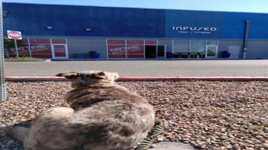 Fat Tire Cycles Foothills in Albuquerque