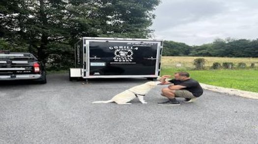 Gorilla Bicycle Works in Greenland Row 38 2